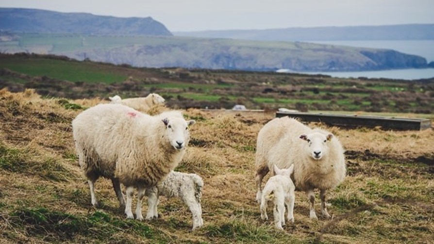 Sheep Shearing & farm safety