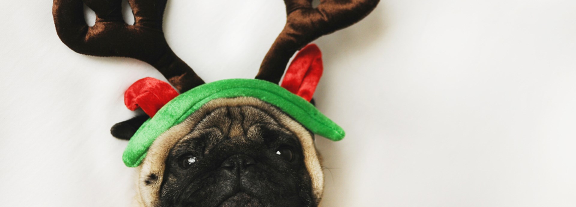 Pug dog with Christmas dress up