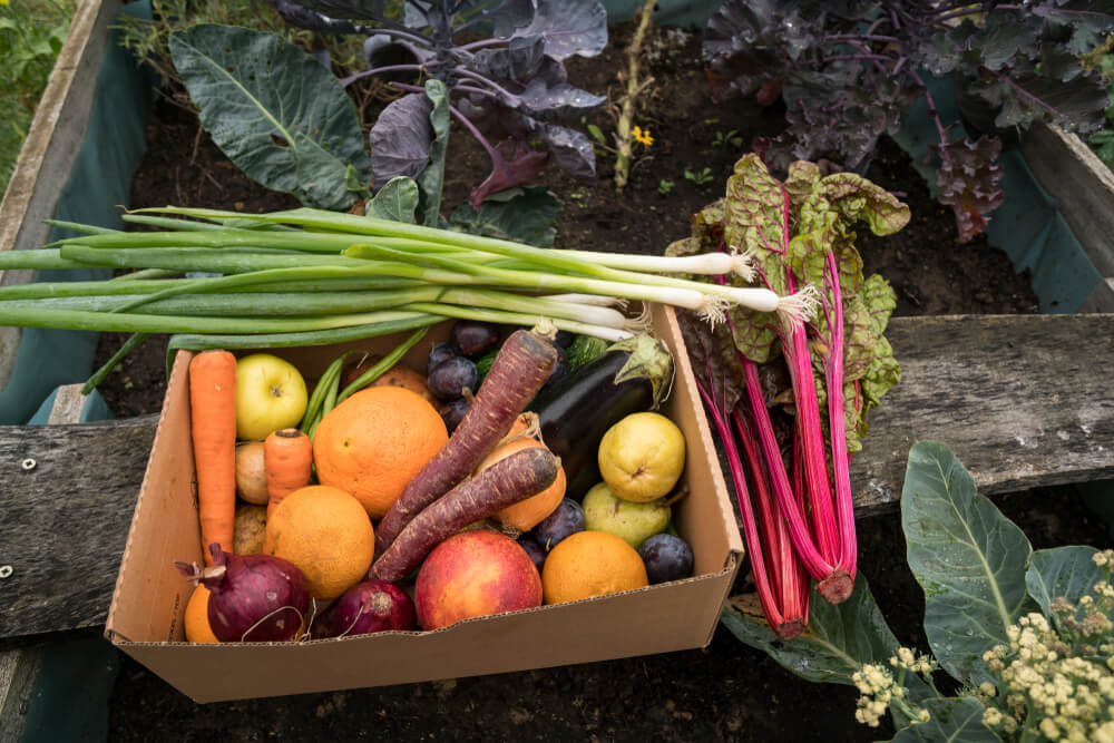 Fruits and vegetables from the garden packed in a box