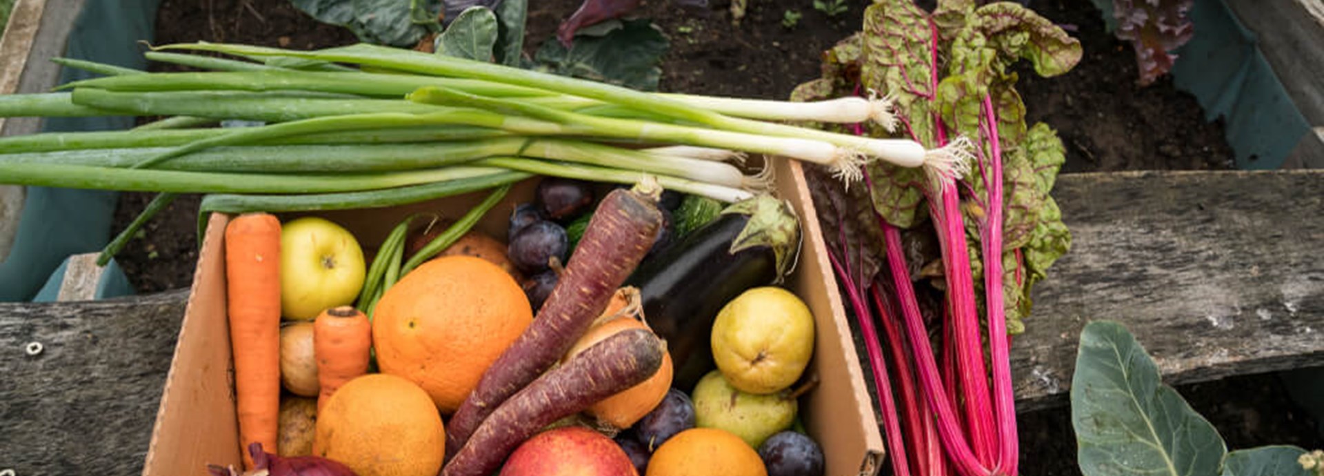 Fruits and vegetables from the garden packed in a box