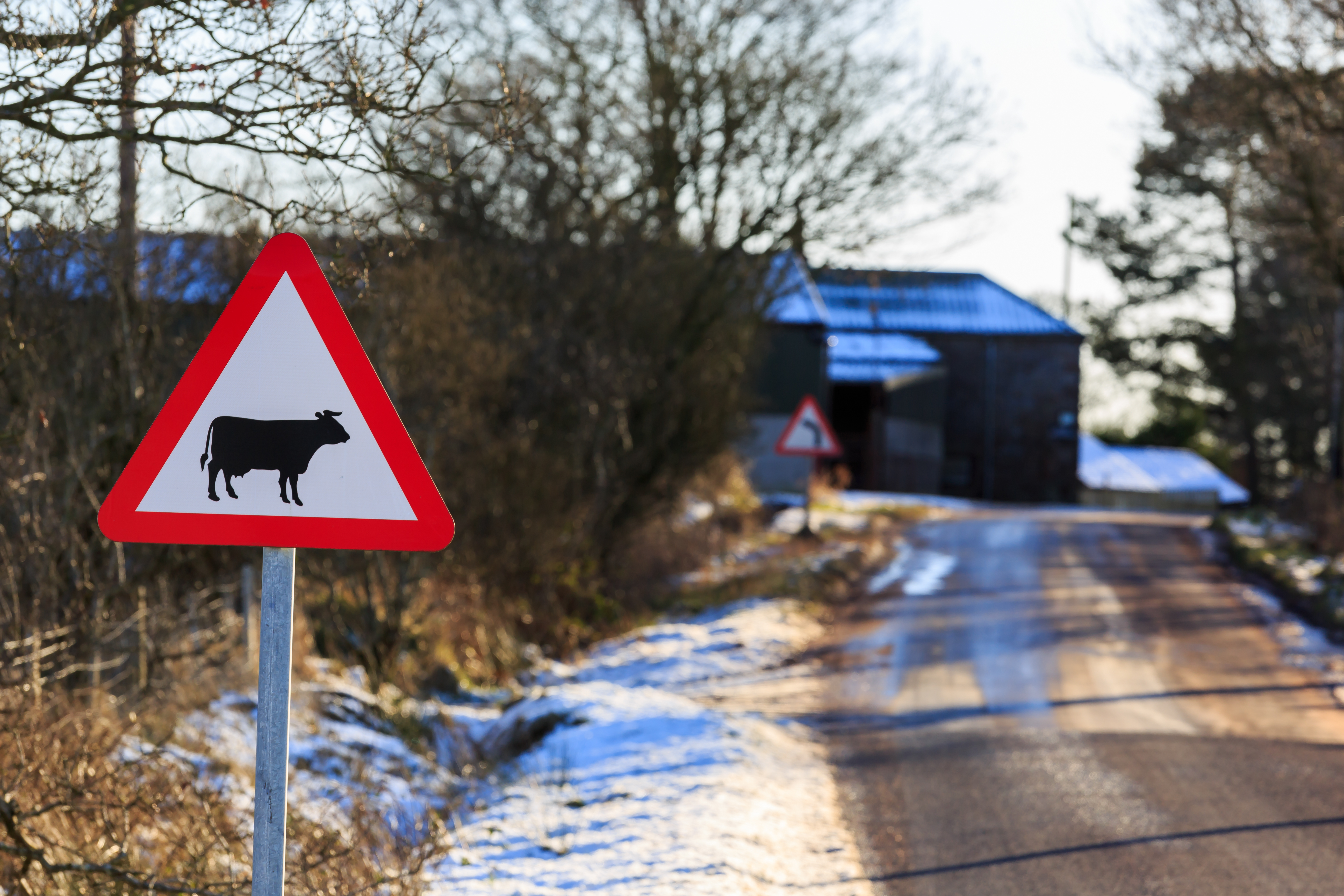 Road sign warning of farm animals in snowy weather