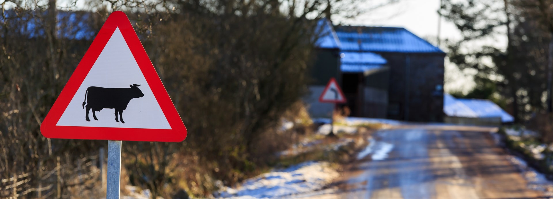 Road sign warning of farm animals in snowy weather