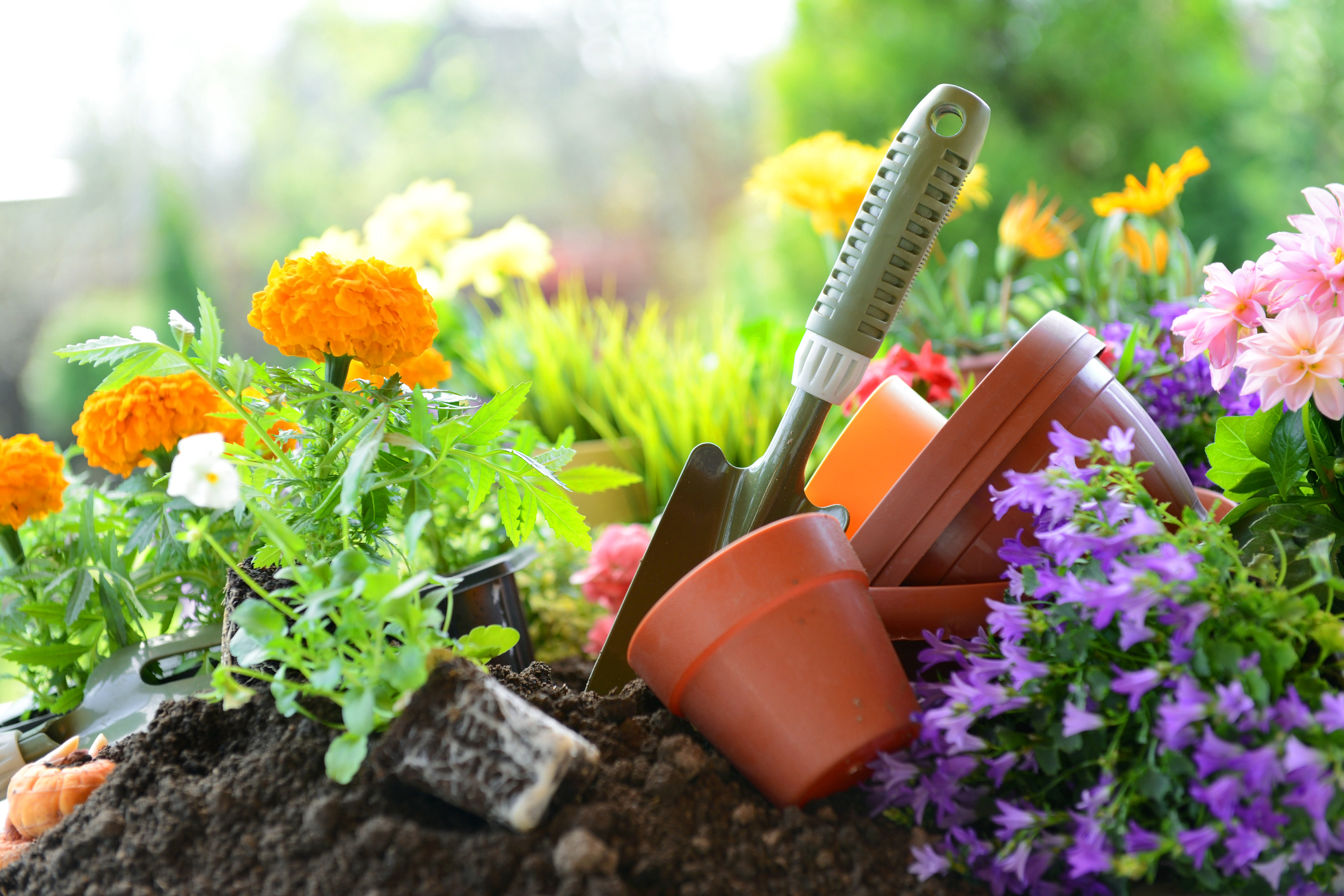 How can gardening help mental health? | AbbeyAutoline