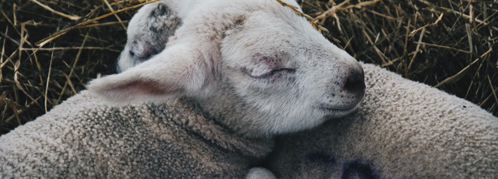 two baby lambs sleeping